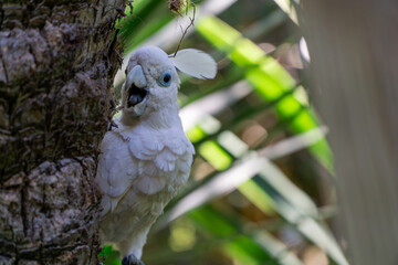 Playing peekaboo with a cute cockatoo hiding behind a tree