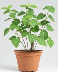 Obraz premium Vibrant green morning glory plant in a terracotta pot against a clean white background showcasing nature's beauty and simplicity in a studio setting