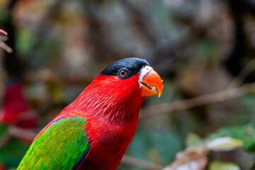 Purple-bellied Lory with Vibrant Red and Green colors eating some grapes