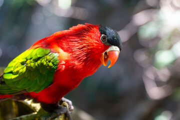 Fototapete bei efototapeten.de bestellen   