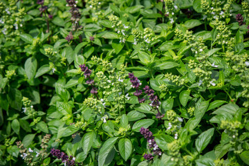 Basil grows beautifully in the garden among bright greenery, cultivated plants