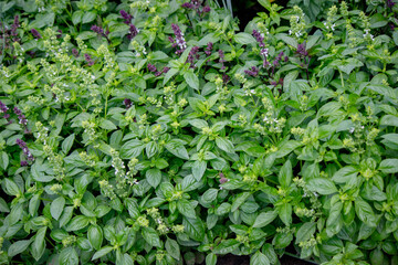 Basil grows beautifully in the garden among bright greenery, cultivated plants