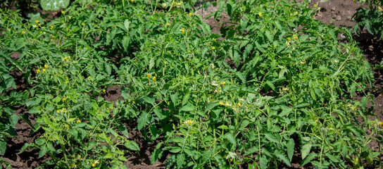 tomatoes, garden, farming, plants, agriculture