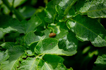 Colorado potato beetle with yellow-black stripes on a potato plant