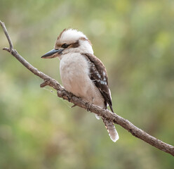 Australian bird kookaburra sitting on tree branch