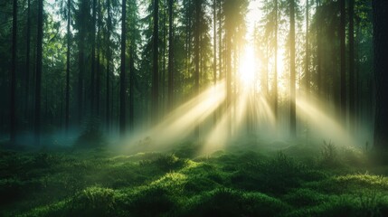 Obraz premium An ethereal woodland view revealing beams of sunlight cutting through misty air, illuminating vibrant green mosses on the forest floor, creating a dreamlike natural setting.