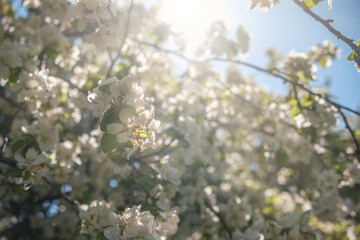 The Delightful and Captivating View of Blossoming Flowers Under the Bright and Warm Sunlight