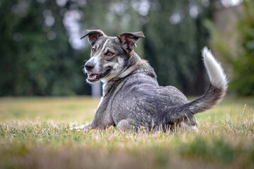 Naklejka premium portrait of a dog