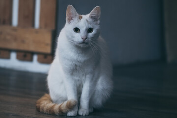 Obraz premium portrait of a white cat