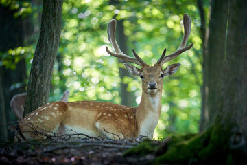 deer in the woods