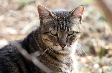 A homeless cat on the street in Tel Aviv.