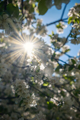 The Delightful and Captivating View of Blossoming Flowers Under the Bright and Warm Sunlight
