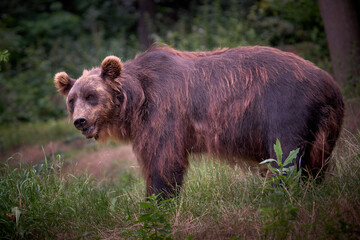 Fototapeta premium brown bear in the forest