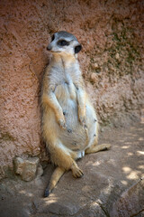 Fototapeta premium meerkat on guard