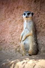 Fototapeta premium meerkat on guard