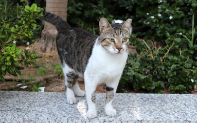 Fototapeta premium A homeless cat on the street in Tel Aviv.