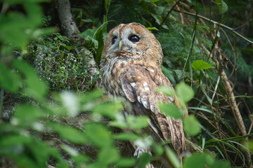 great horned owl on a branch