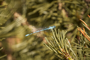 dragonfly on the grass