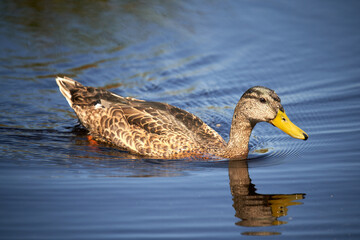 duck on the water