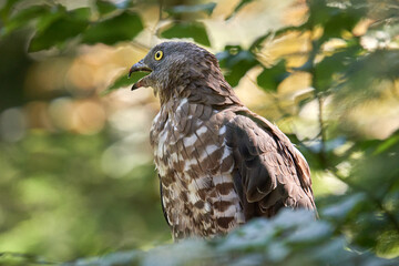 buzzard on guard
