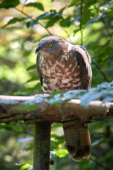 buzzard on guard