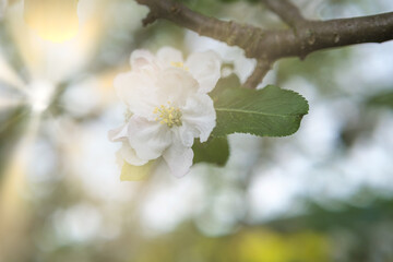 Fototapeta premium The Delightful and Captivating View of Blossoming Flowers Under the Bright and Warm Sunlight