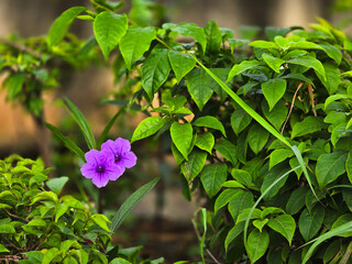 Purple wild petunia flowers blooming among green foliage in a natural garden setting