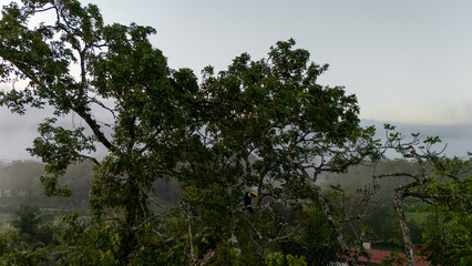 Toucan sitting on the branch in the forest, green vegetation, Costa Rica. Nature travel in central America. Two Keel-billed Toucan, Ramphastos sulfuratus, pair of bird with big bill. Wildlife.