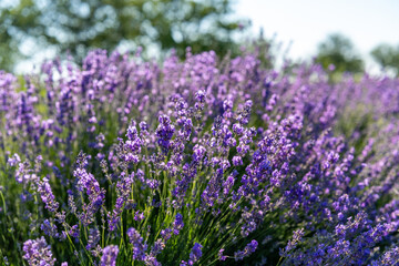 Beautiful image of lavender field over summer sunrise landscape. Blooming lavender field close-up.