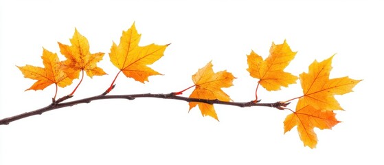 Fototapeta premium Golden Maple Leaves on Branch Against White Backdrop Capturing Autumnal Beauty and Seasonal Transition in Detailed Macro Shot