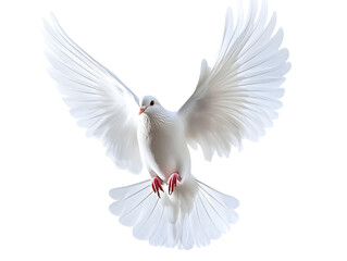 Obraz premium white dove in flight - isolated on white background