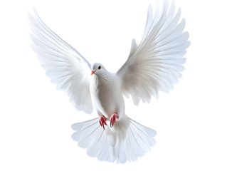 white dove in flight - isolated on white background