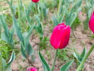 Pink Tulips flower in garden at Shantipath, Delhi India