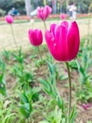 Fototapeta premium Pink Tulips flower in garden at Shantipath, Delhi India