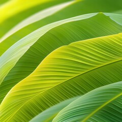 Lush green banana leaves with intricate vein patterns creating a vibrant natural texture and organic background in soft sunlight