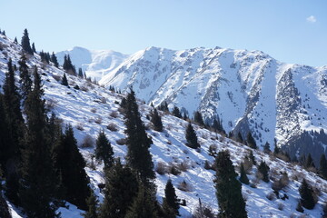 Mountainous area with different trees and fir trees. Winter. Ski resort.