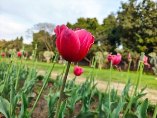 Fototapeta premium Pink Tulips flower in garden at Shantipath, Delhi India