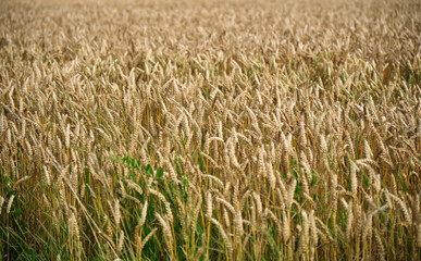 Ears of golden wheat over sunset sky. Close up beauty nature field background with sun flare. Germany.