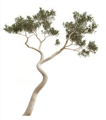 Fototapeta premium Unique twisted tree with green leaves on a white background