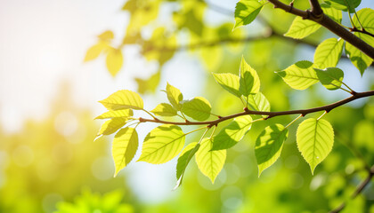 Bright green birch leaves shimmering in sunlight, nature's beauty