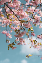 Springtime Cherry Blossoms Against a Clear Blue Sky