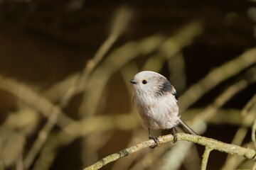 Fototapeta premium A cute long tailed tit sits on a branch. Portrait of a cute white tit in its nature habitat. Aegithalos caudatus 