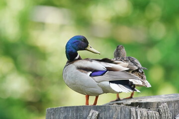 A pair of wild ducks is sitting on a tree stump. Anas platyrhynchos. Two mallard in the nature habitat. A couple of wild ducks.