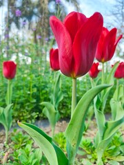 Naklejka premium Red Tulips flower in garden at Shantipath, Delhi India