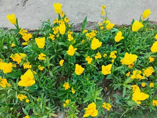 Yellow Tulips flower in garden at Shantipath, Delhi India