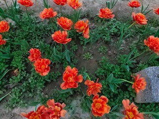 Fototapeta premium Orange Tulips flower in garden at Shantipath, Delhi India