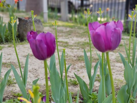 Purple Tulips flower in garden at Shantipath, Delhi India - Powered by Adobe