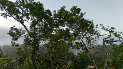 Toucan sitting on the branch in the forest, green vegetation, Costa Rica. Nature travel in central America. Two Keel-billed Toucan, Ramphastos sulfuratus, pair of bird with big bill. Wildlife.
