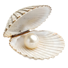 Seashell with pearl isolated on the transparent background