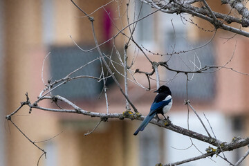 A Eurasian magpie perched on a tree branch, displaying its striking black-and-white feathers with a blue tint. The bird is captured in a natural urban setting